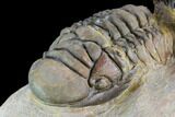 Two Associated Crotalocephalina Trilobites - Foum Zguid, Morocco #125472-9